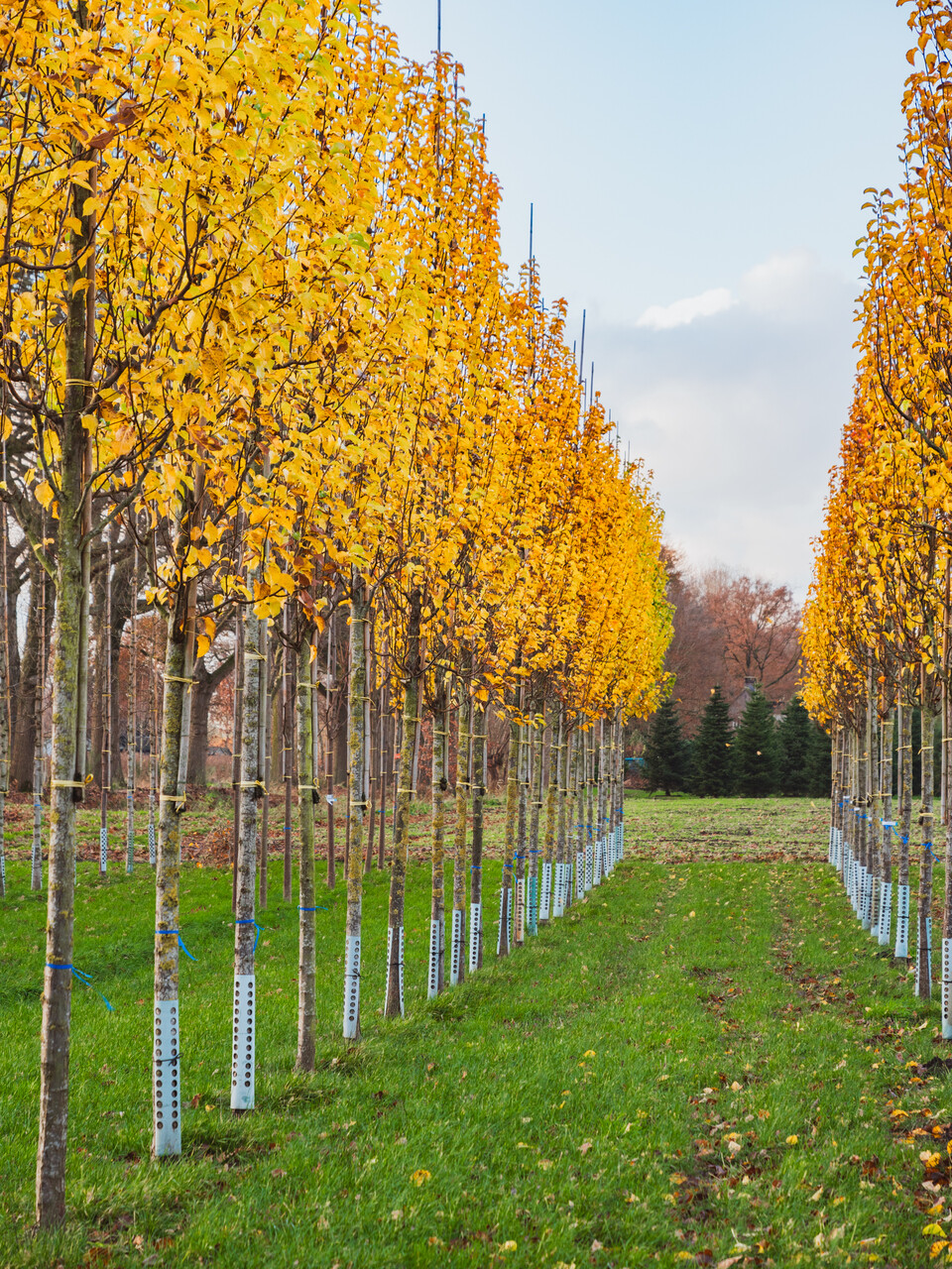 Pyrus calleryana 'Chanticleer' | Rosaceae - Van den Berk Nurseries